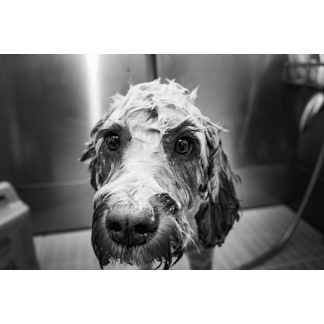 peefer-dog-grooming2